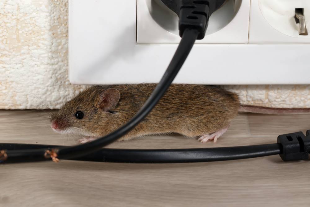 Myši z domu zmizí jednou provždy a už se nikdy nevrátí. Budete koukat, co jsem těm mrchám vyvedla