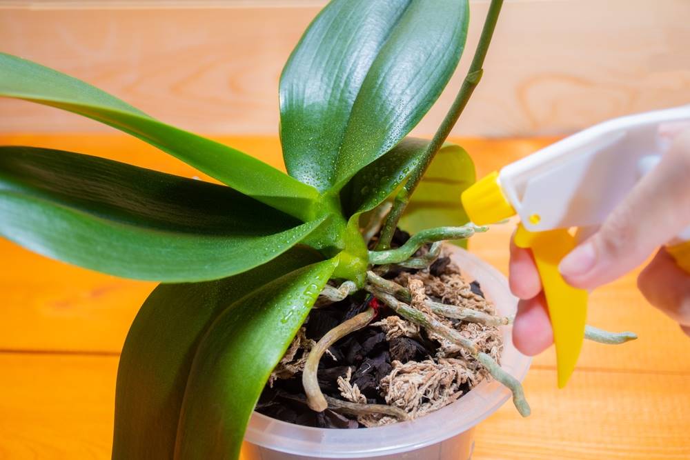Japonci mají na orchideje speciální fígl. Díky tomu je mají nejkrásnější na světě