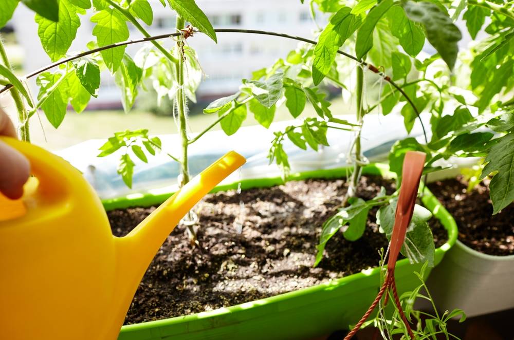 Proper Watering Techniques for Growth and Protection of Plants in High Temperatures