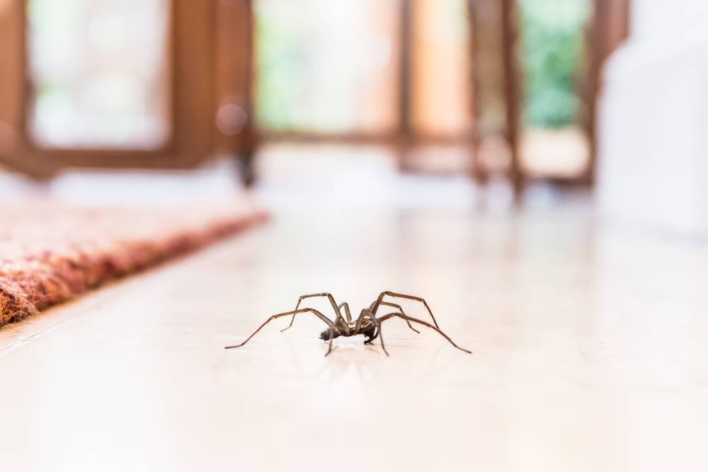 Créez le piège à araignées parfait.  Il n’apparaîtra plus jamais chez vous
