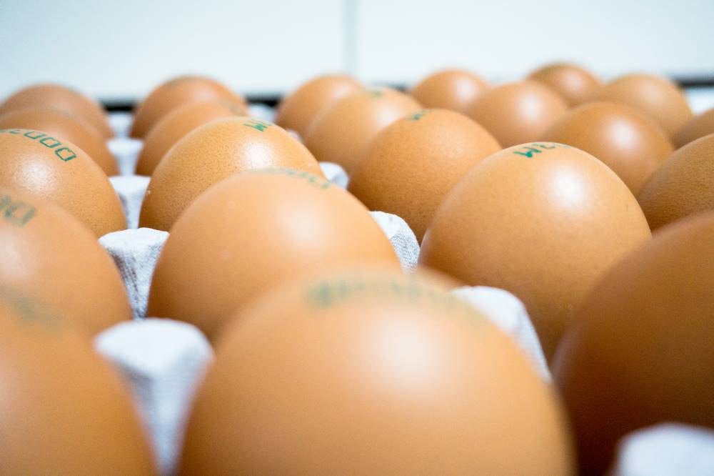 Čísla na vejcích ukrývají informace, o kterých chovatelé raději mlčí. Některá označují zvláštní slepice