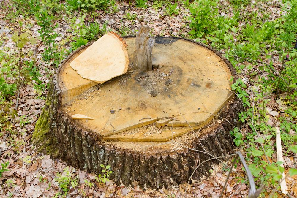 DIY Tree Stump Removal Creative Ways to Get Rid of Stumps Without an